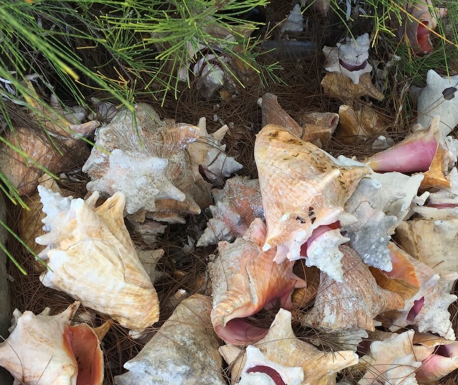 Conch Shells on Cat Island
