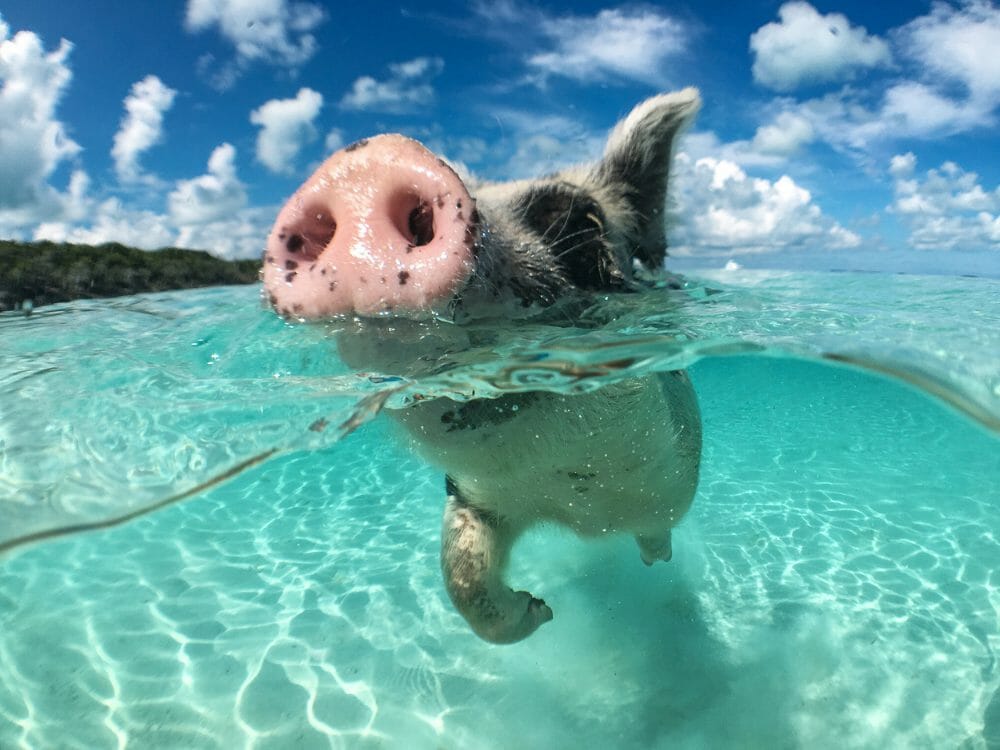 Swim with the pigs in the Bahamas